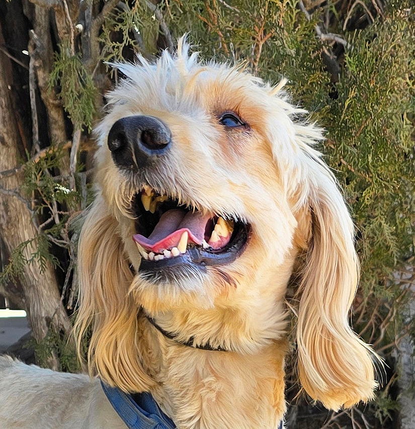 ​Irresistible Mr Indigo ~ Standard Golden Doodle