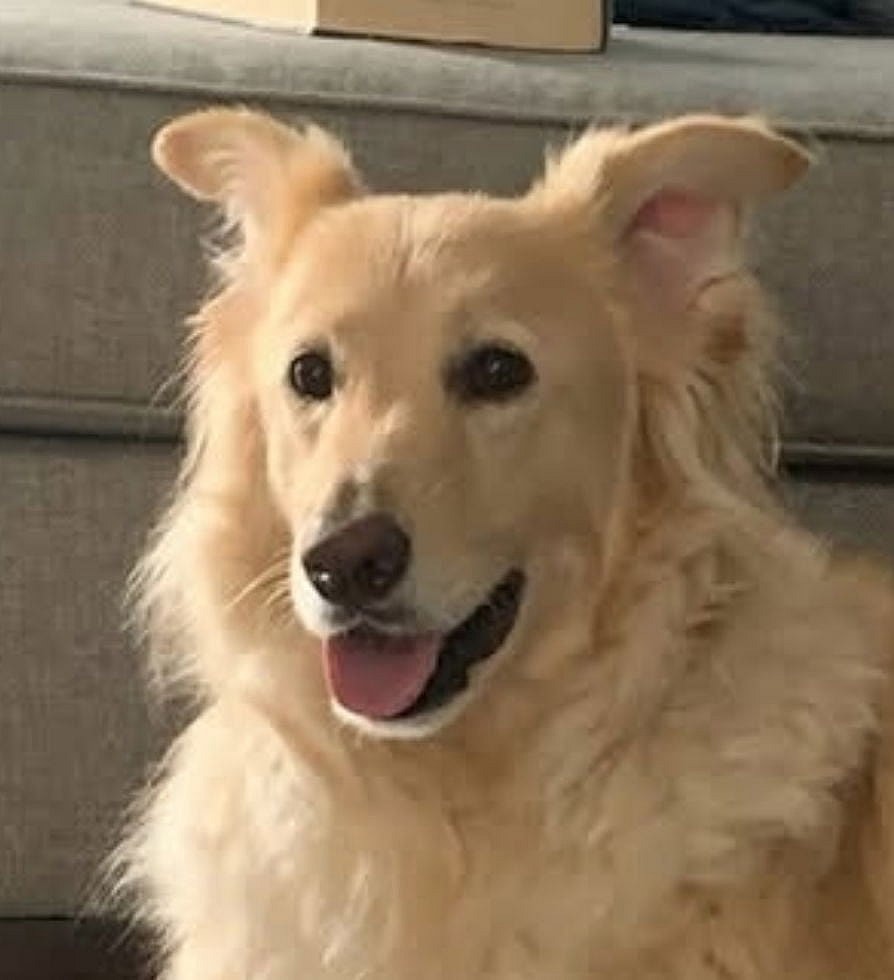 Harley **Courtesy Post - Lives with Owner