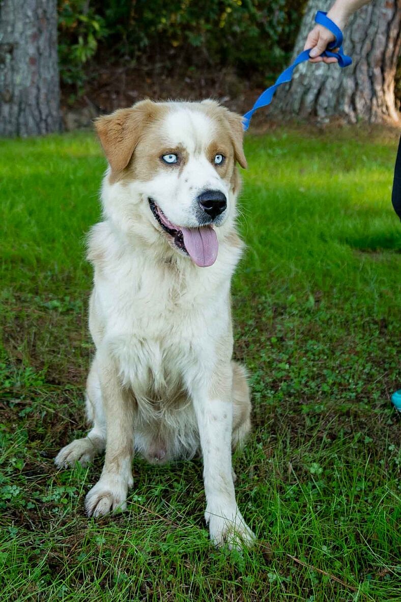Darwin - Golden Retriever