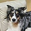 PAPRIKA - Australian Shepherd
