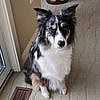 PAPRIKA - Australian Shepherd