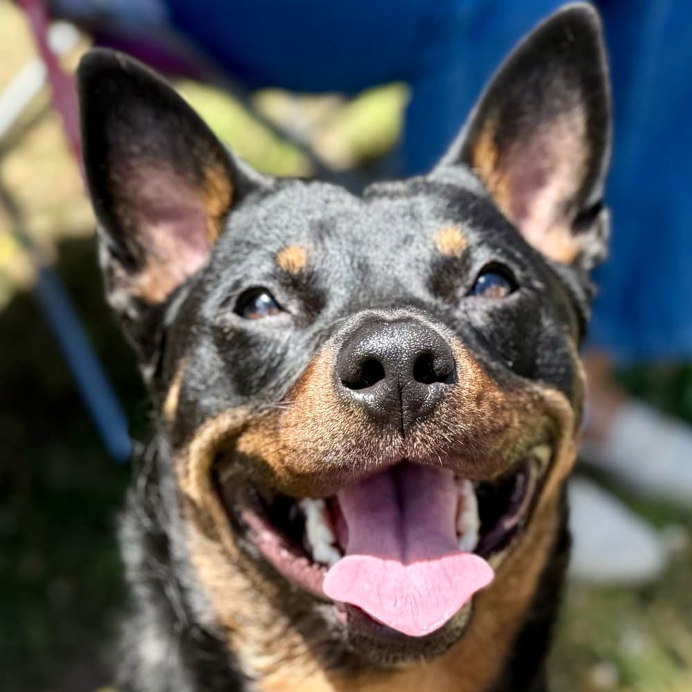 Petunia - Lancashire Heeler