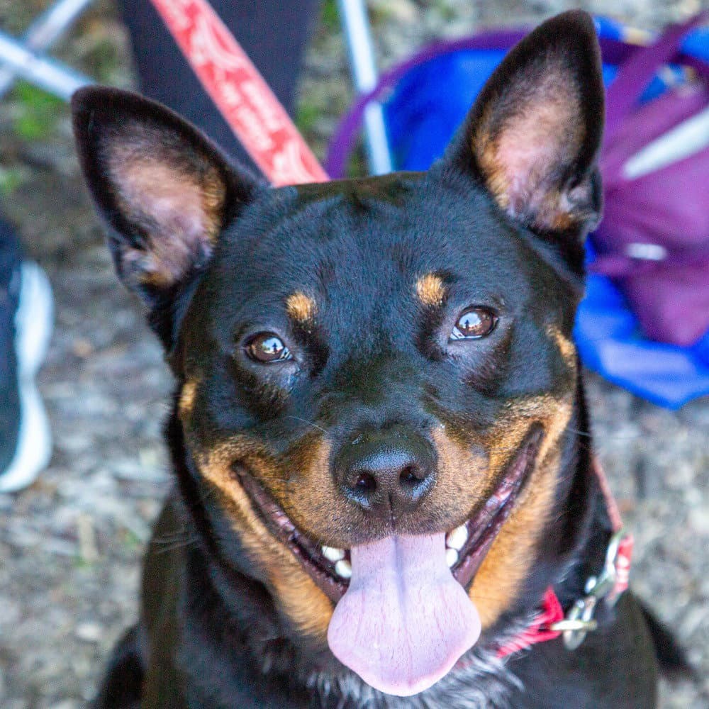 Petunia - Lancashire Heeler