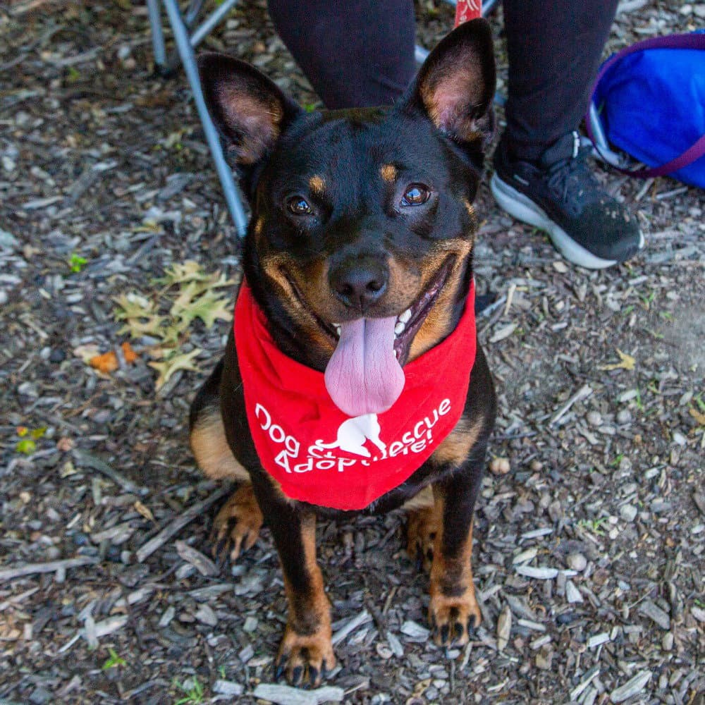 Petunia - Lancashire Heeler