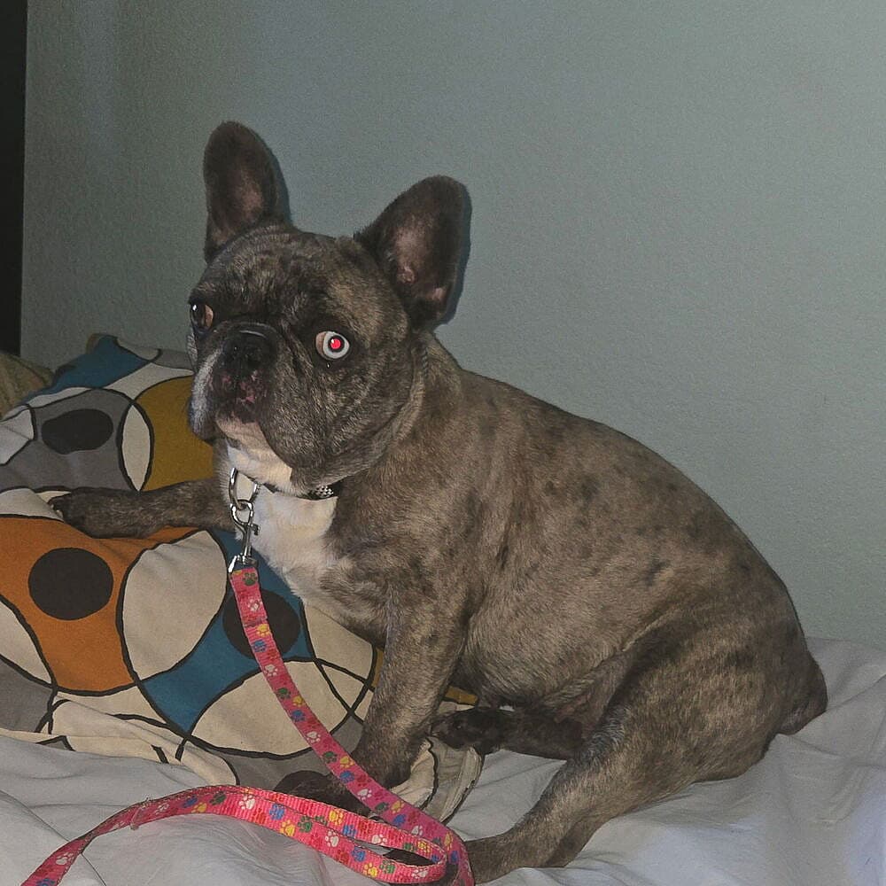 SKYE (Calif) KY - French Bulldog