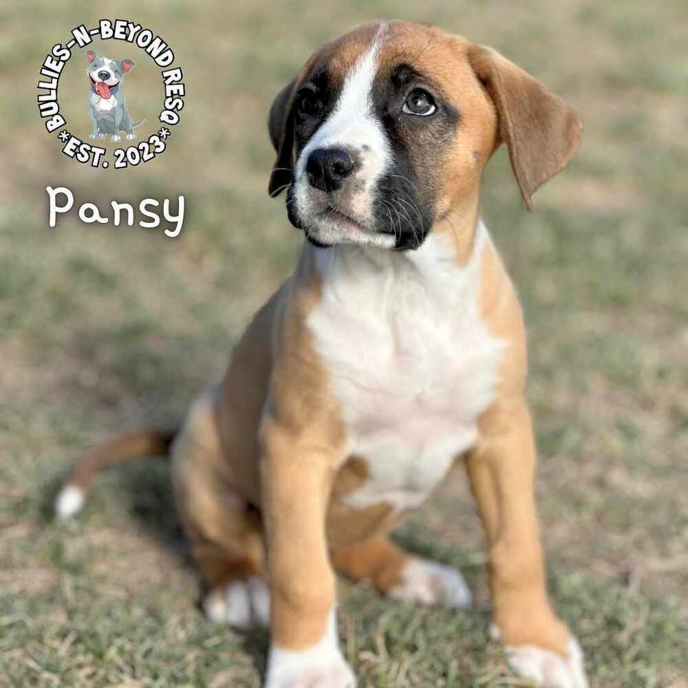 Boxer Bouquet Litter: Pansy