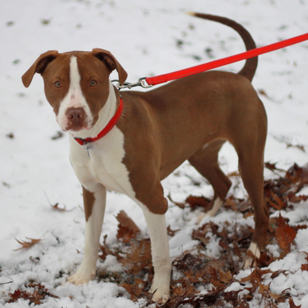 Lottie - FREE TO ADOPT!