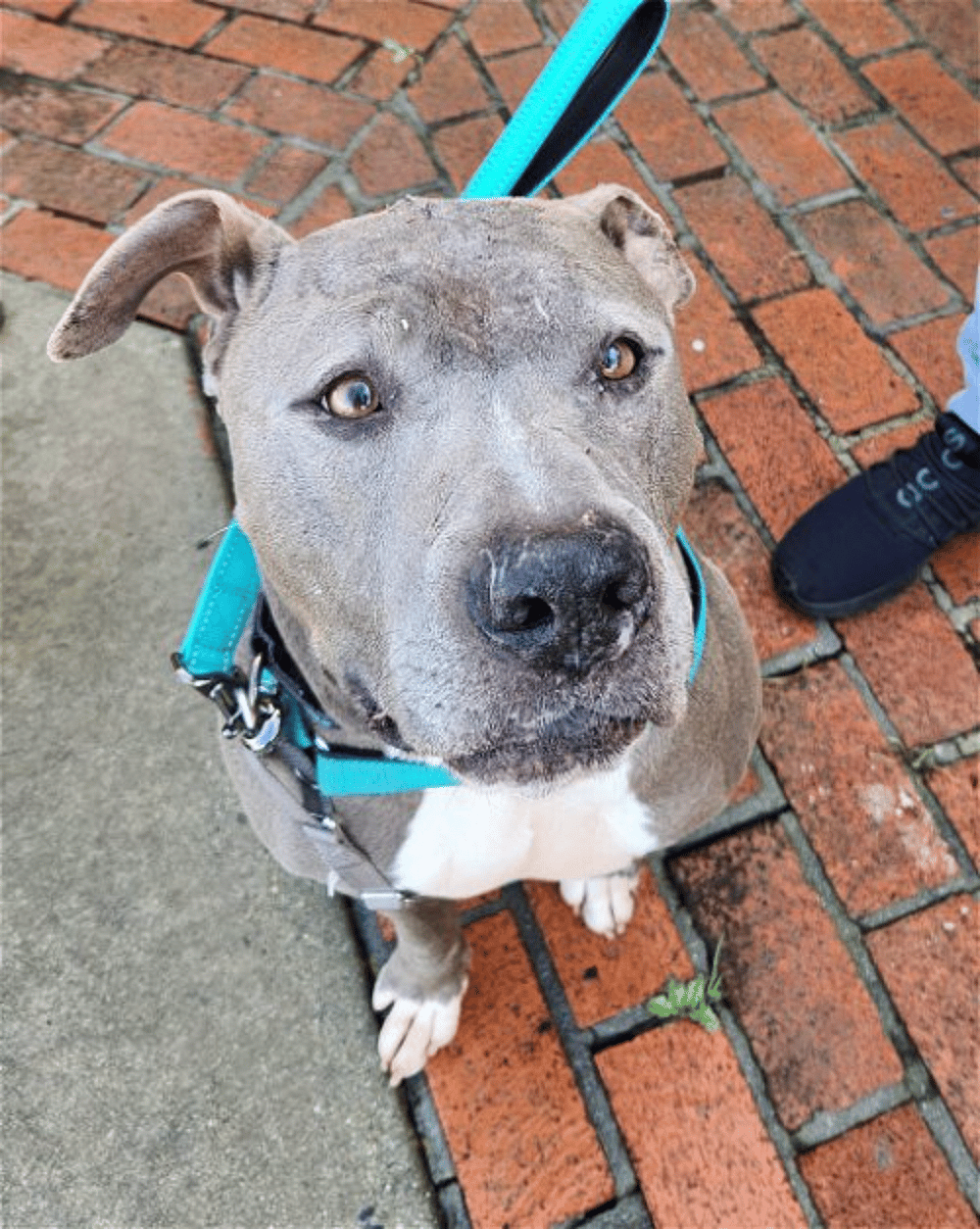 Tustin up for Adoption