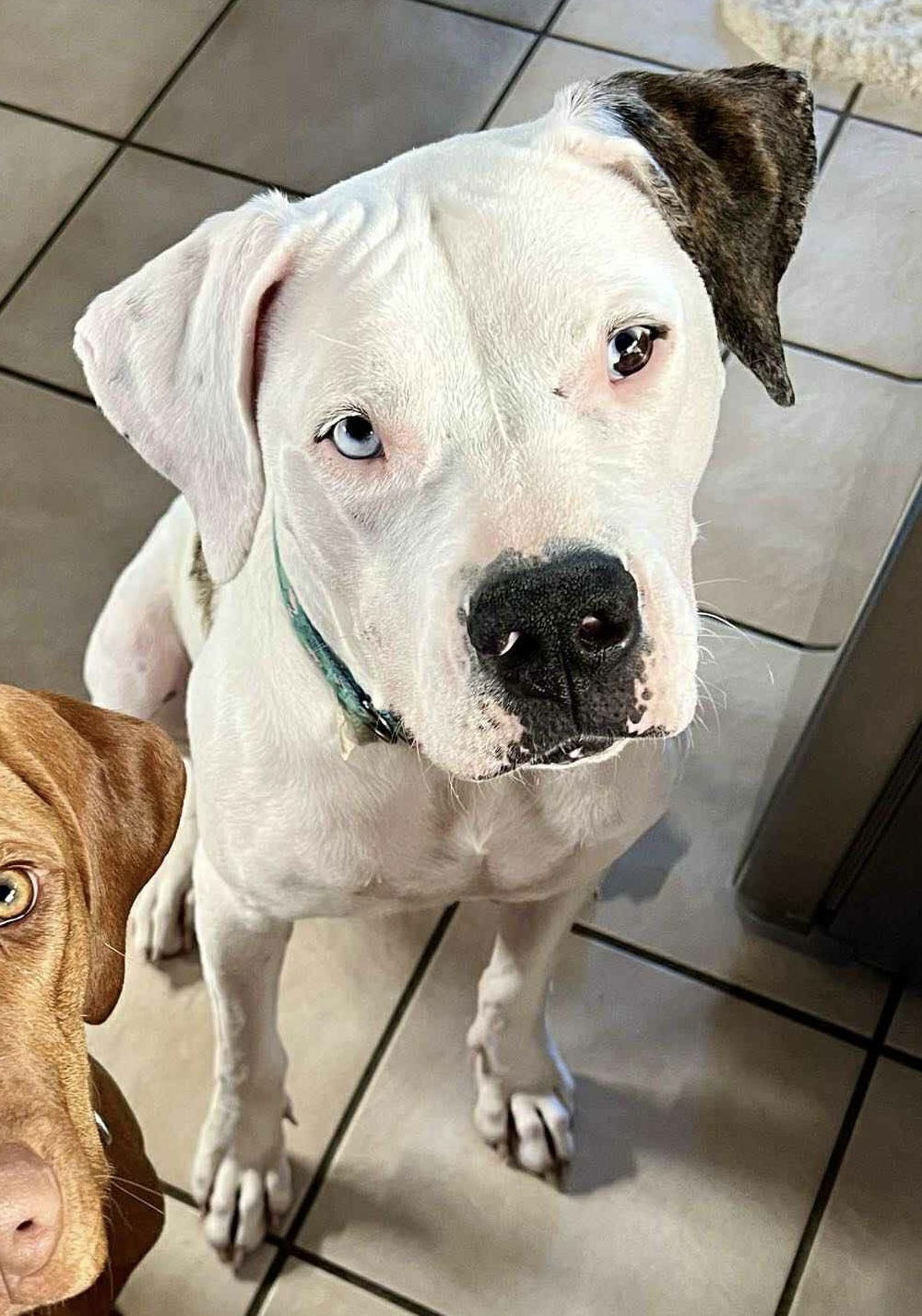 Angel - American Staffordshire Terrier