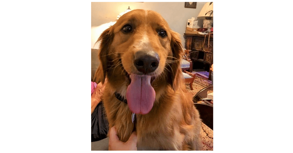 Chase - Golden Retriever