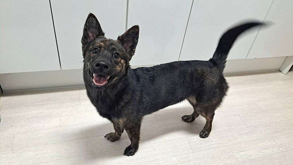 Hwamok (S. Korea) hz