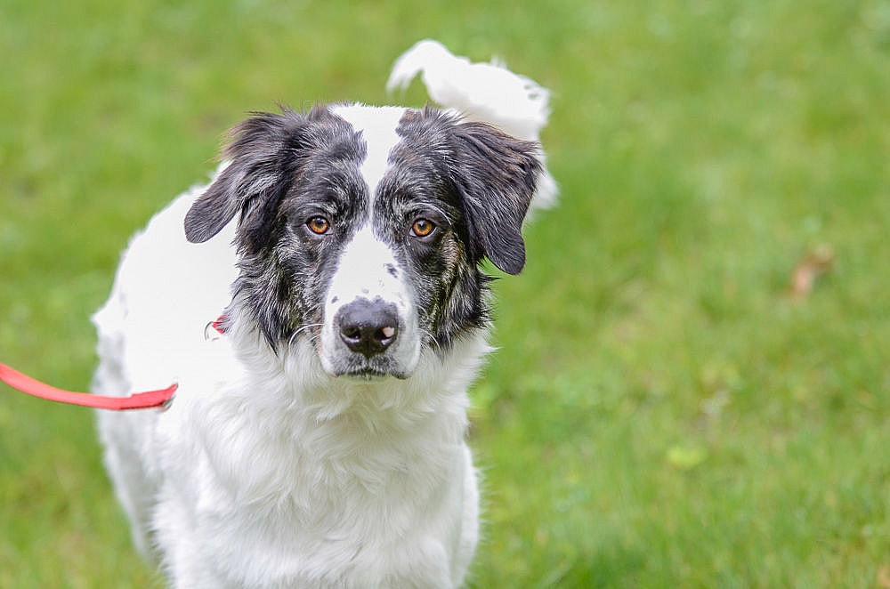 Jovi - Australian Shepherd