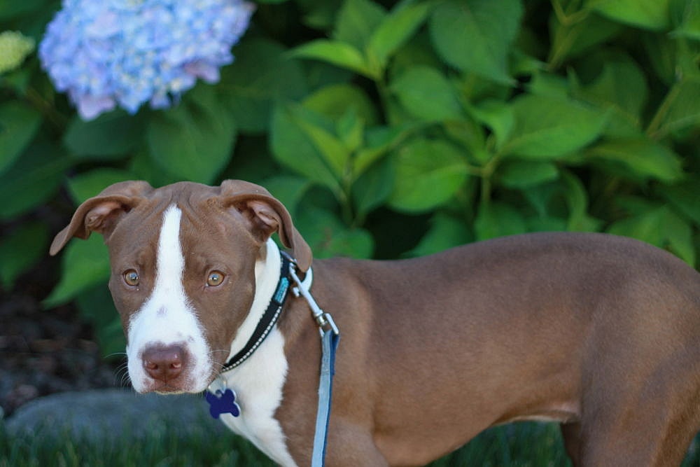 Lottie - FREE TO ADOPT!