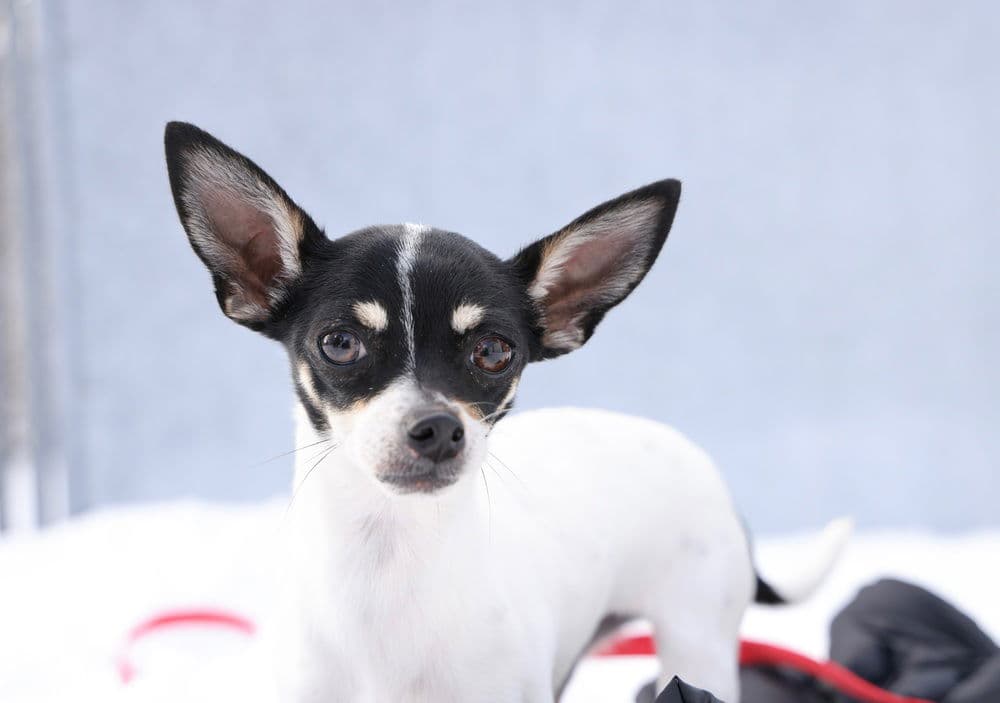 Button - Chihuahua