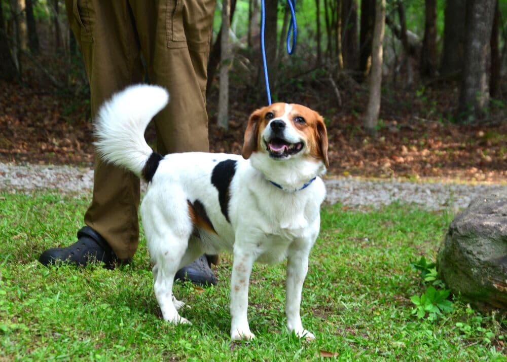 Luke - Beagle