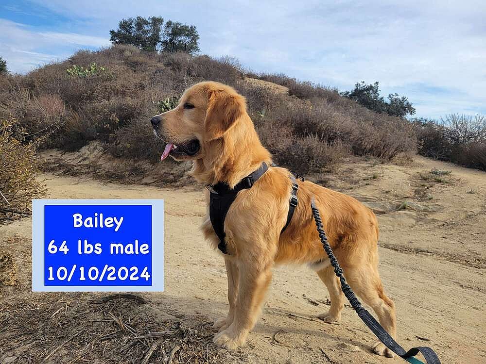 Bailey