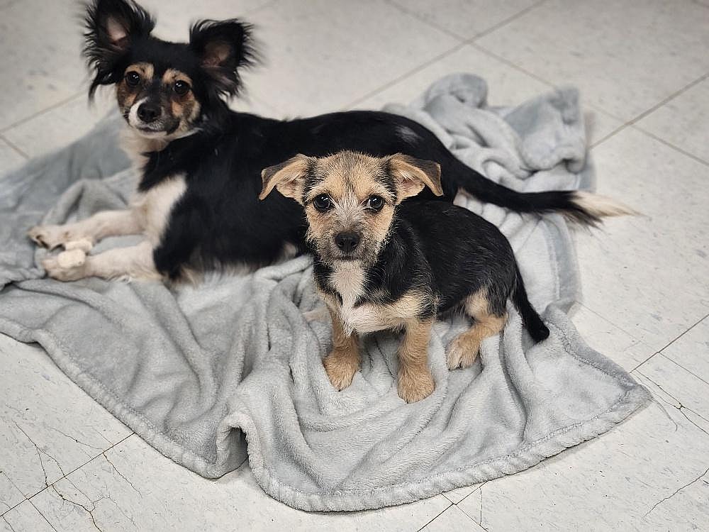 Puppy 27062 (Cynthia) - Chihuahua