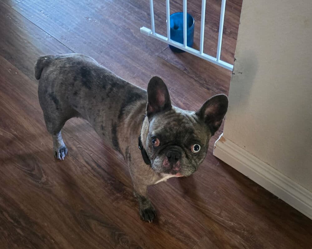 SKYE (Calif) KY - French Bulldog