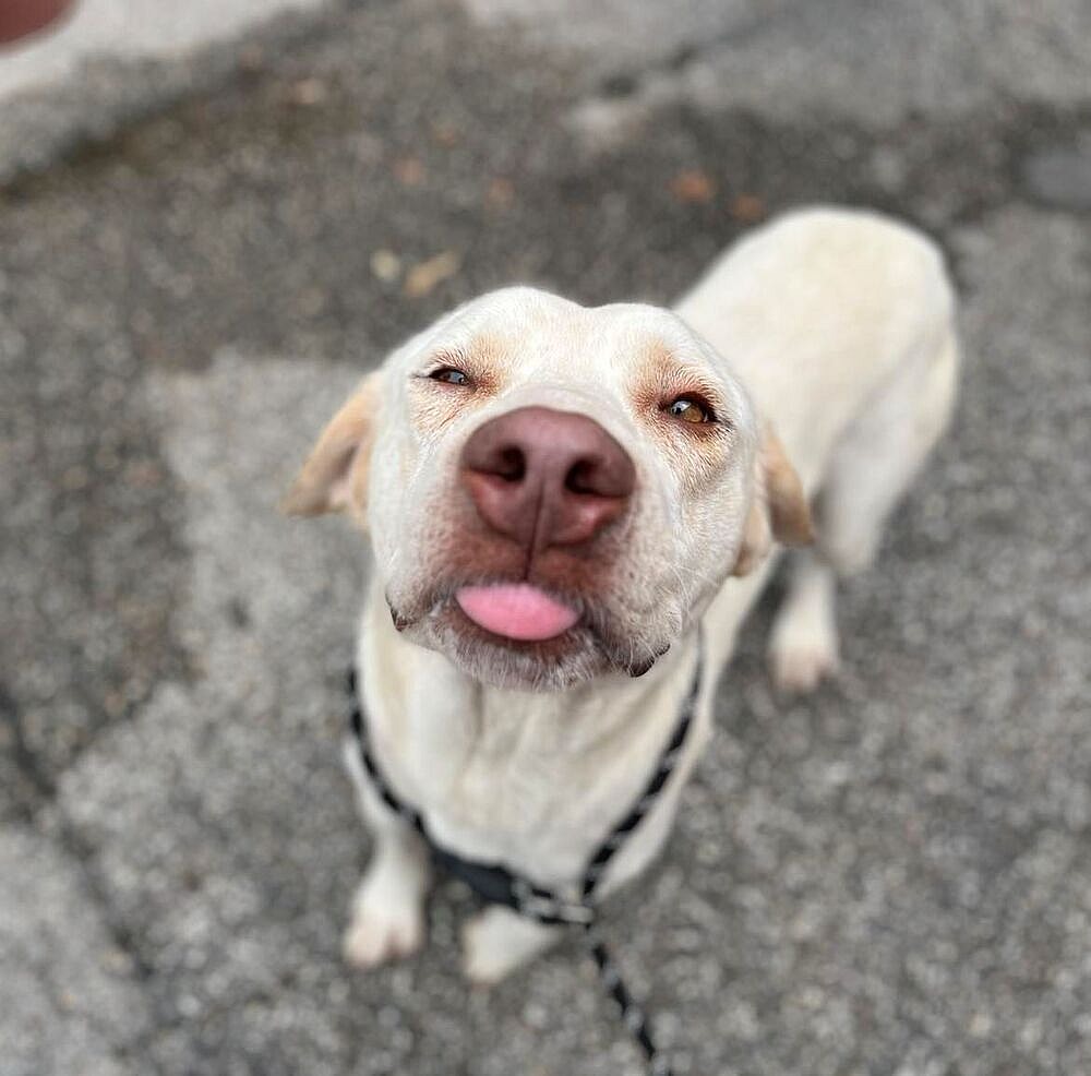 Eklund / August - Labrador Retriever
