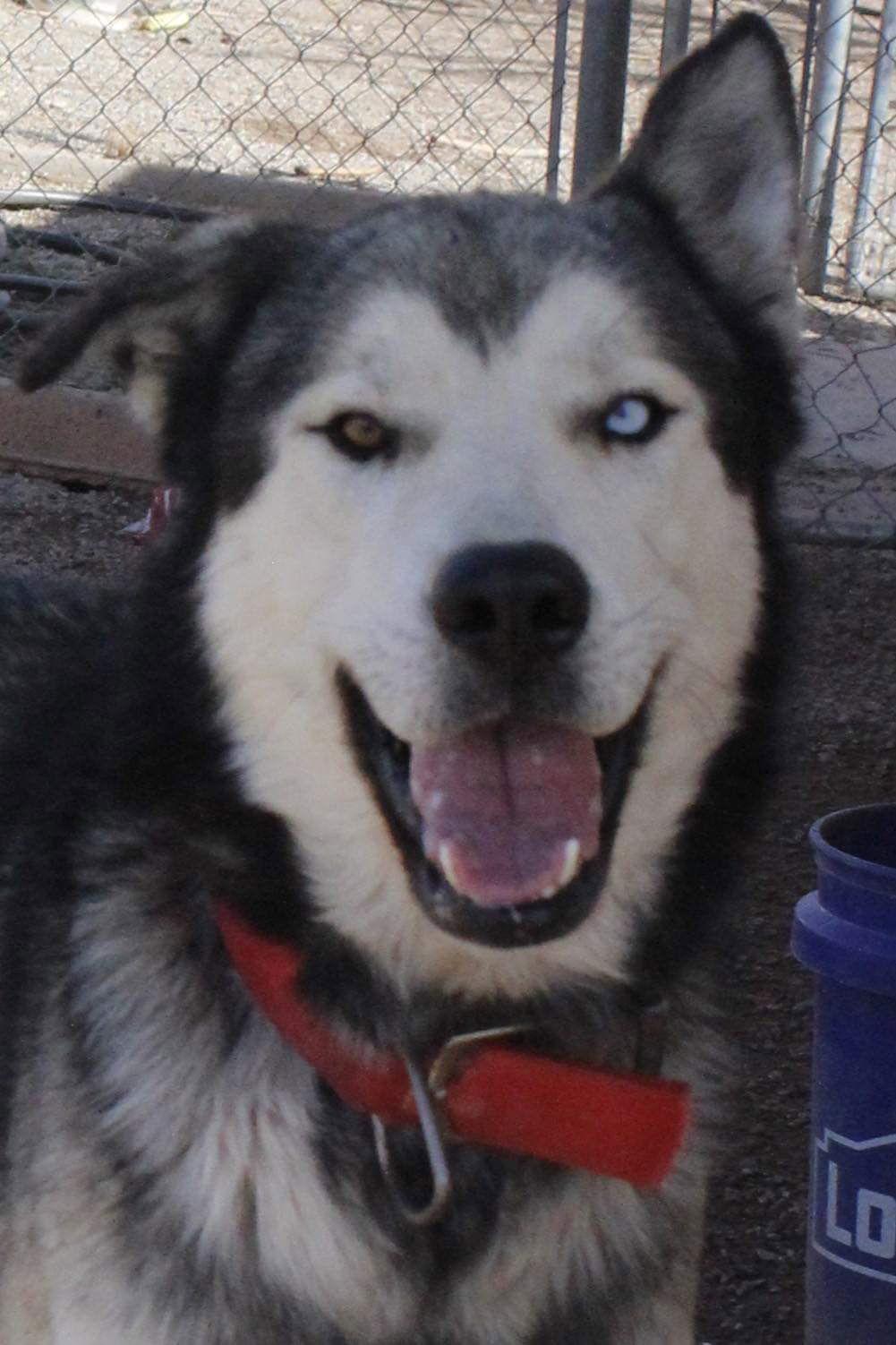Kazu