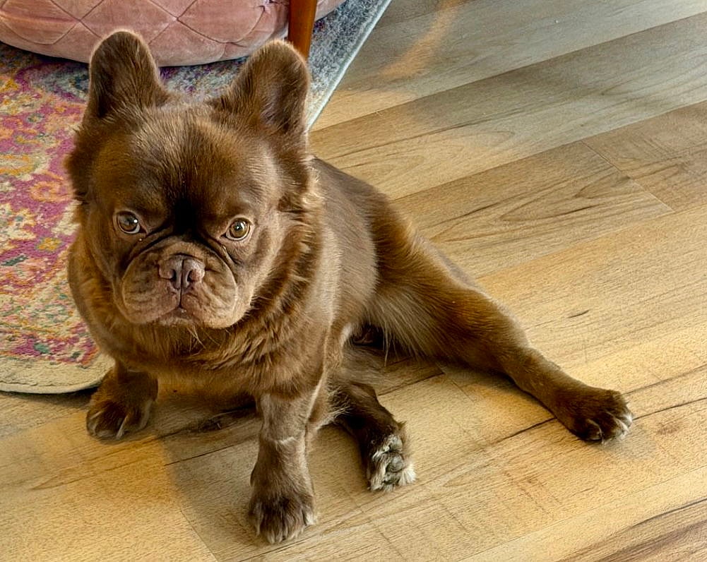 Big Red - French Bulldog