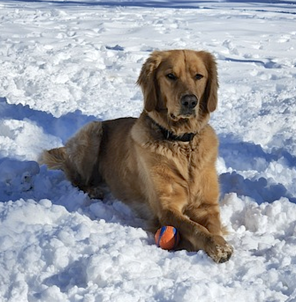 DJ - Golden Retriever