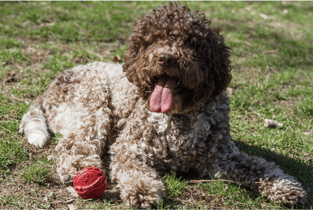 Dog Breeds RARELY Seen Outside Their Native Countries: Lagotto Romagnolo (Italy) 