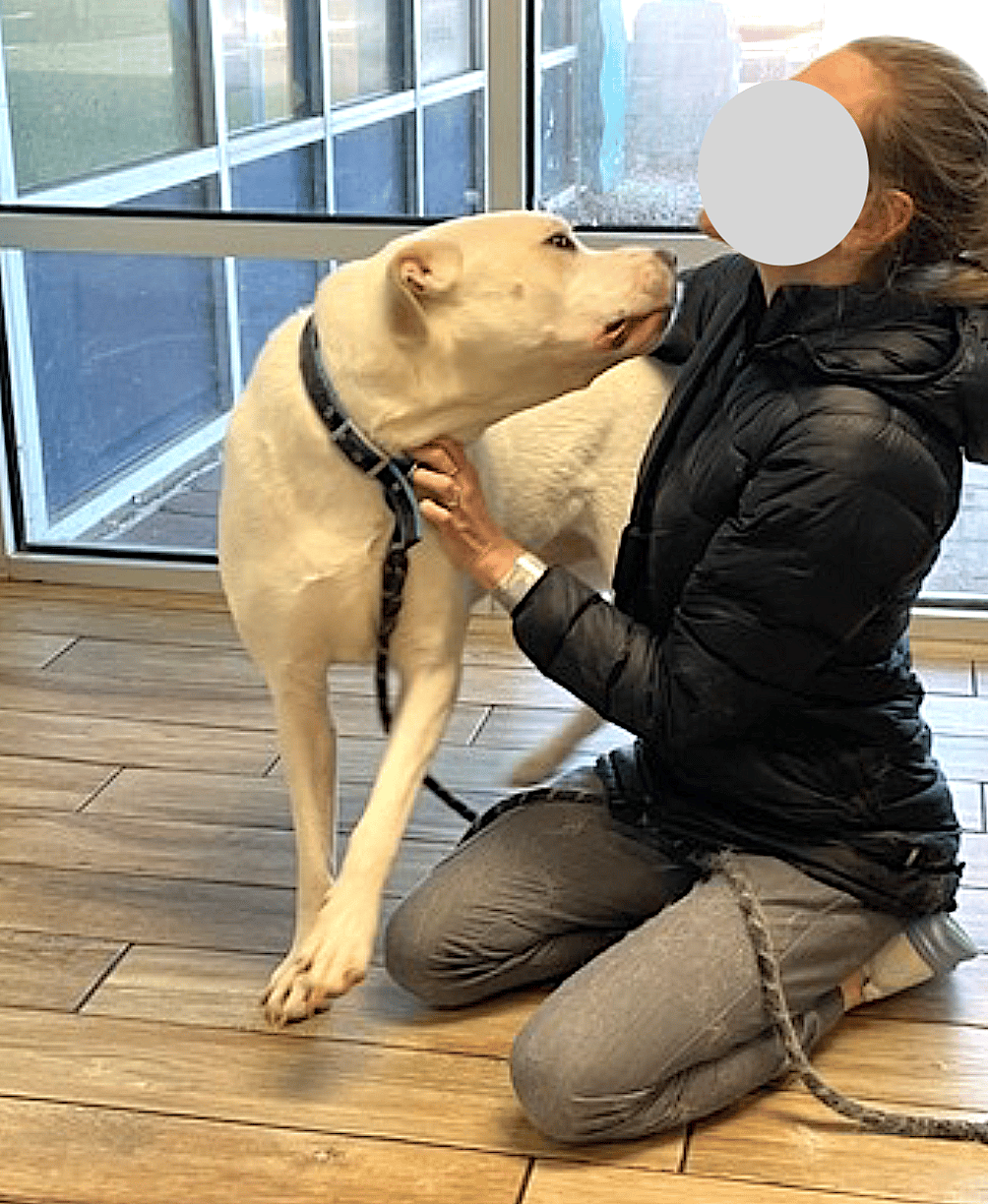 Bucky - Labrador Retriever