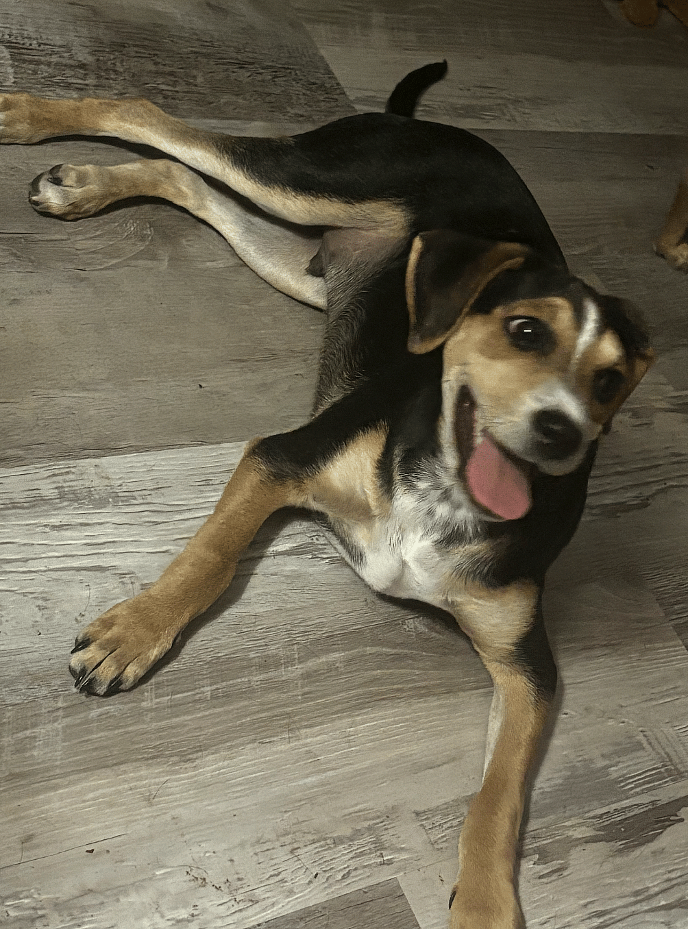 Houdini ADOPTION PENDING