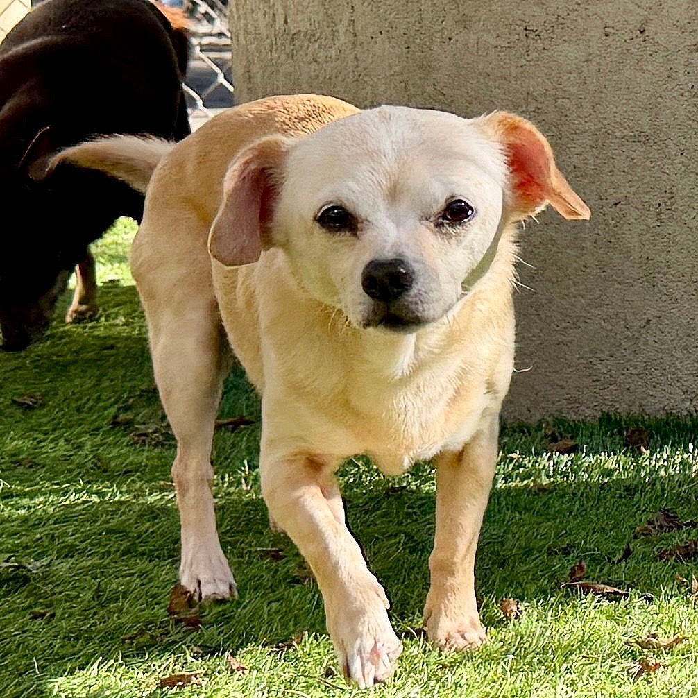 Edith (bonded with Archie) - Chihuahua