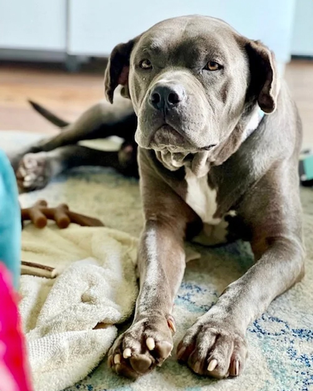 Zeppelin up for Adoption