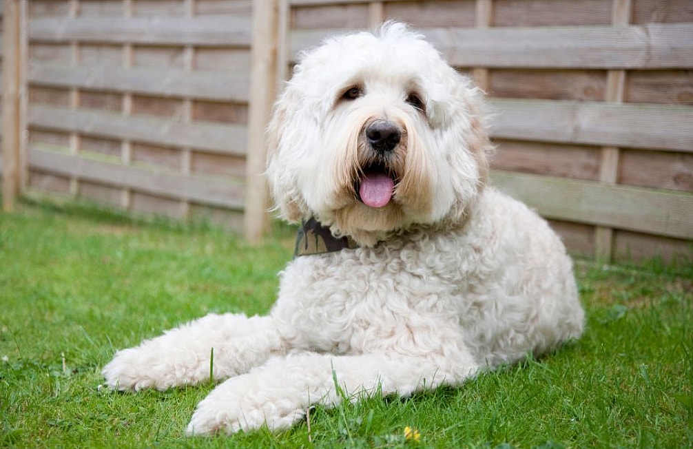 A labradoodle