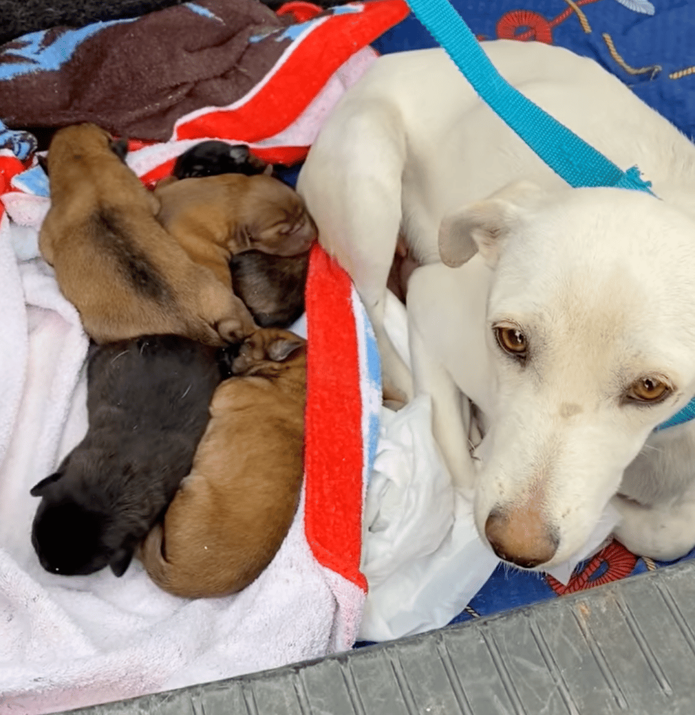 mama dog