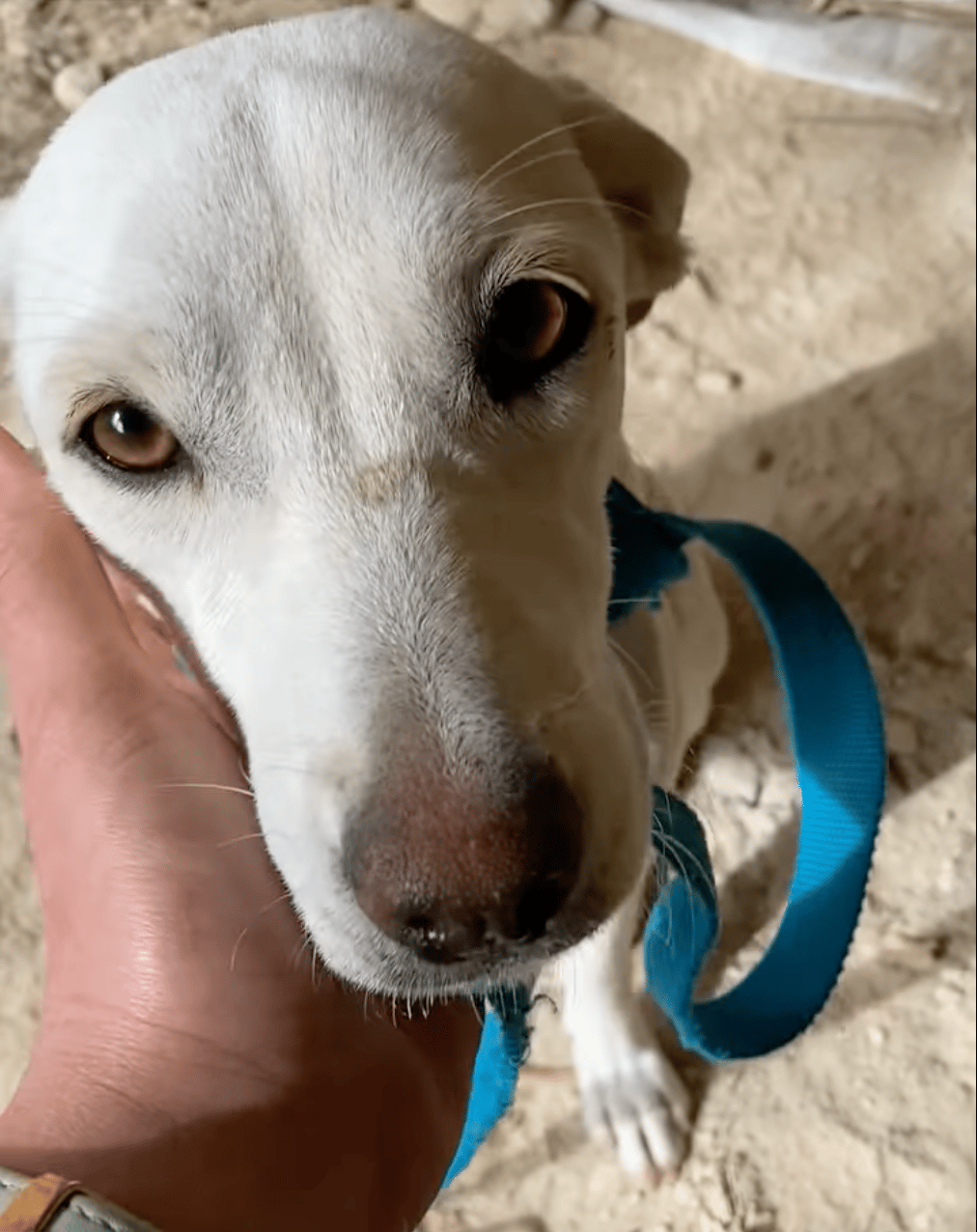 mama dog abandoned in remote cave