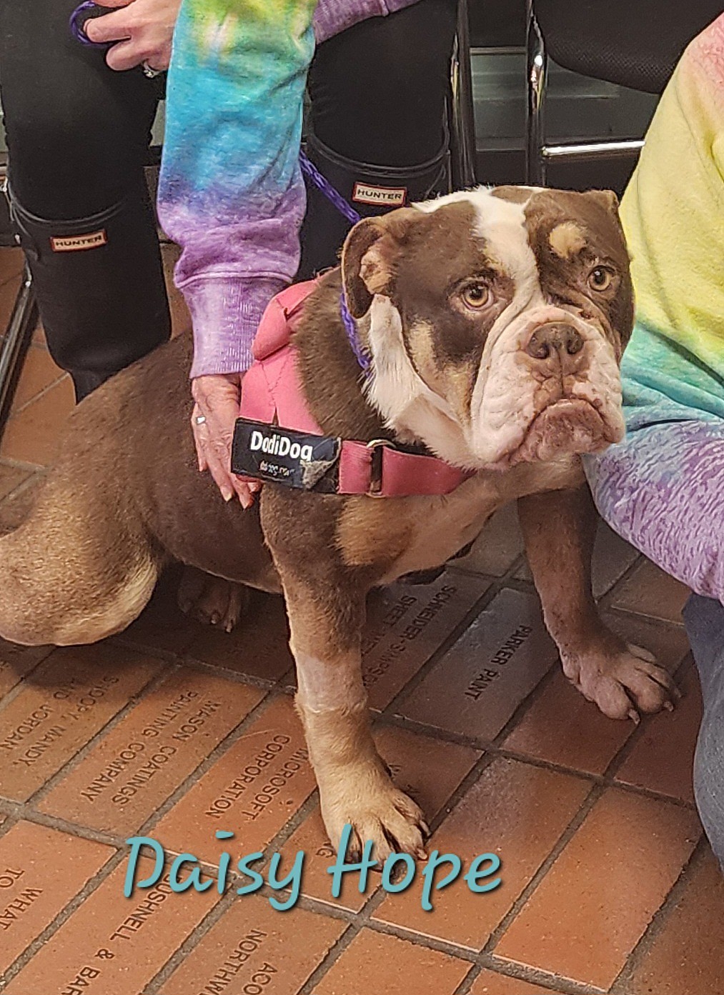 Daisy Hope up for Adoption