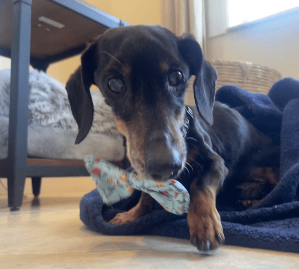 Pepperoni - Dachshund