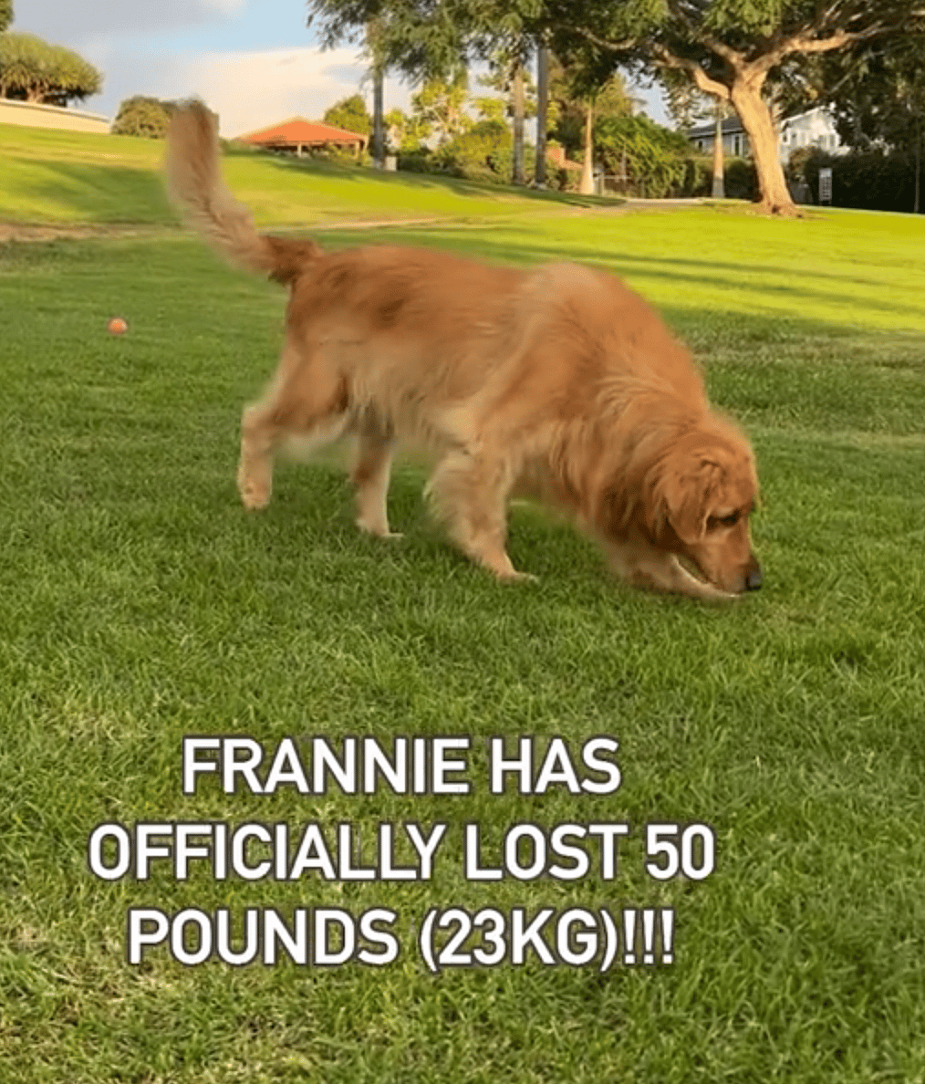 This Golden Retriever Was on the Brink of Euthanasia — See Her Stunning 50-Pound Transformation