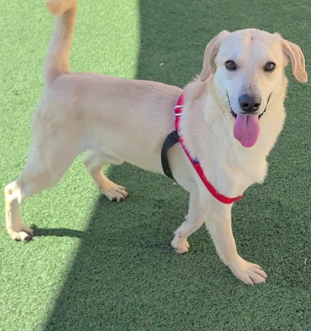 Found stray: Jackson