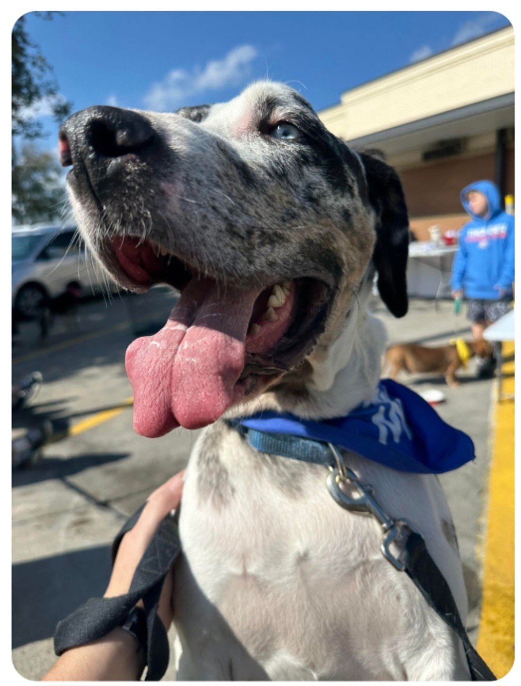 Ernie up for Adoption