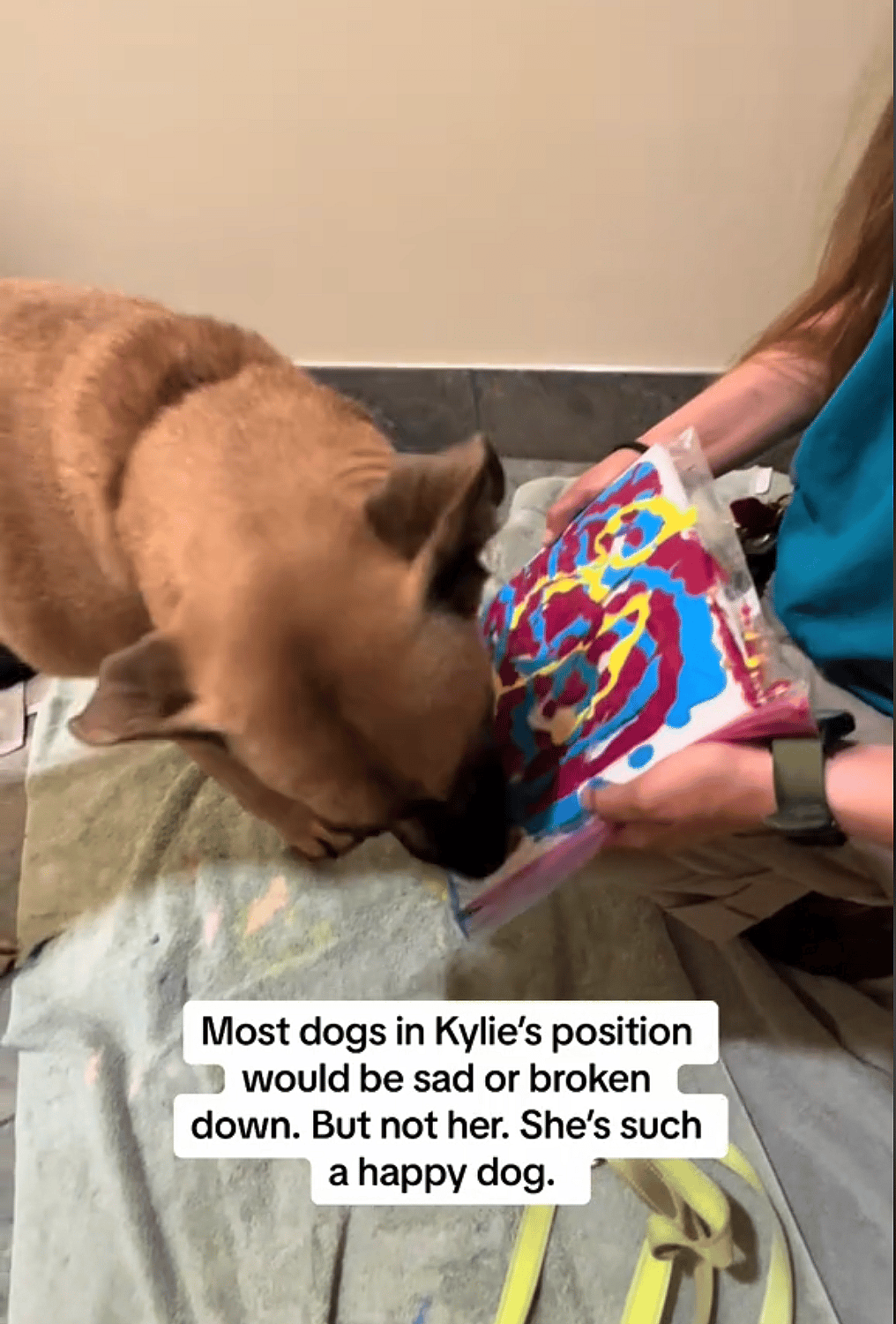 Mama Dog's Heartbreaking 3-Year Shelter Stay Continues as her Puppies Thrive in New Homes