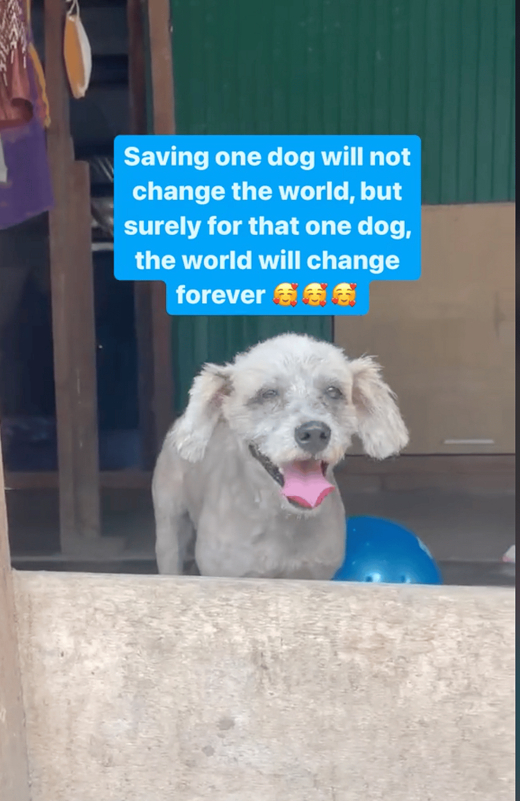 Shaggy Dog Was Hot, Exhausted & Barely Recognizable - Until Heroes Unleashed Her True Beauty