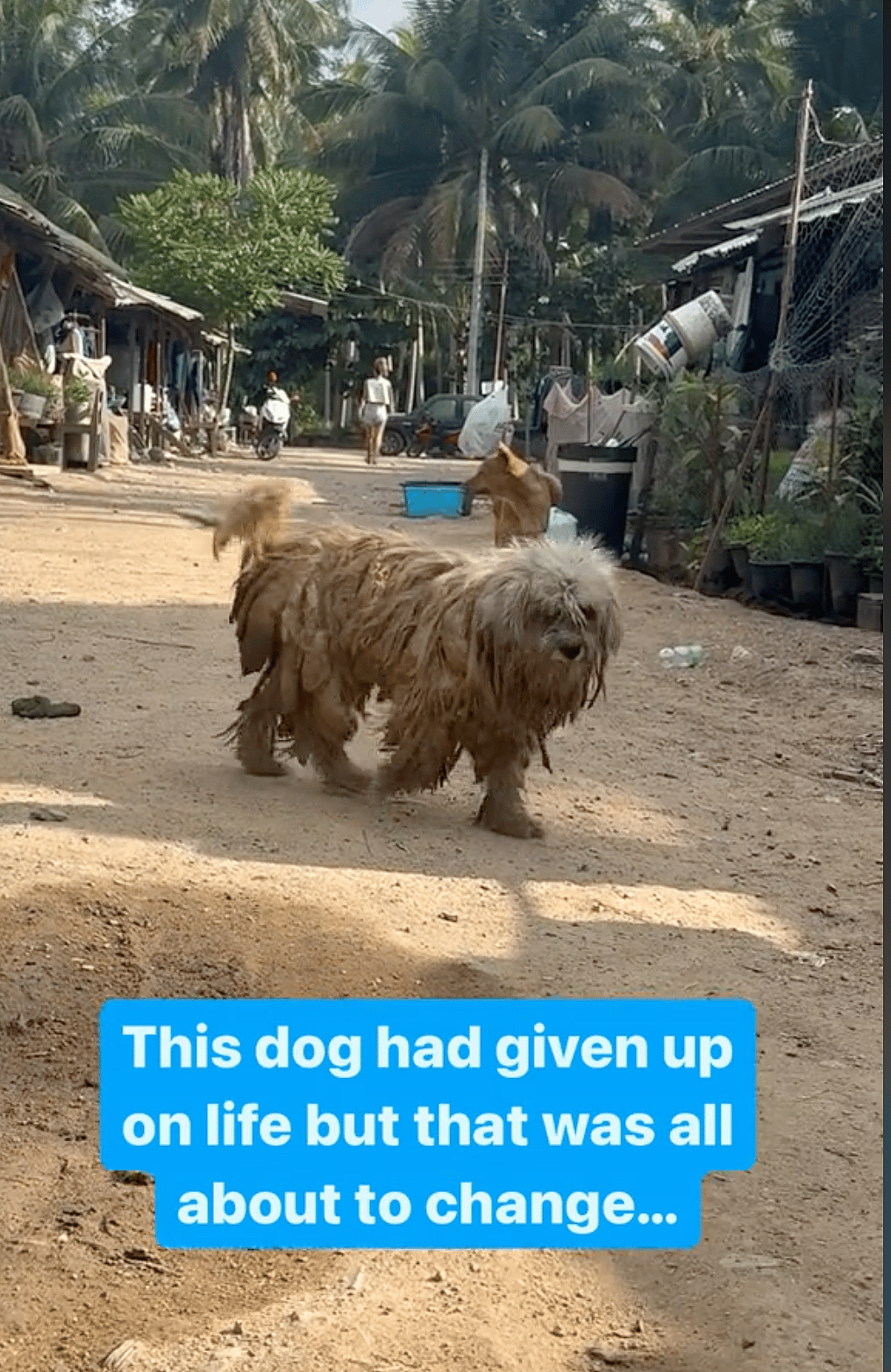 Shaggy Dog Was Hot, Exhausted & Barely Recognizable - Until Heroes Unleashed Her True Beauty