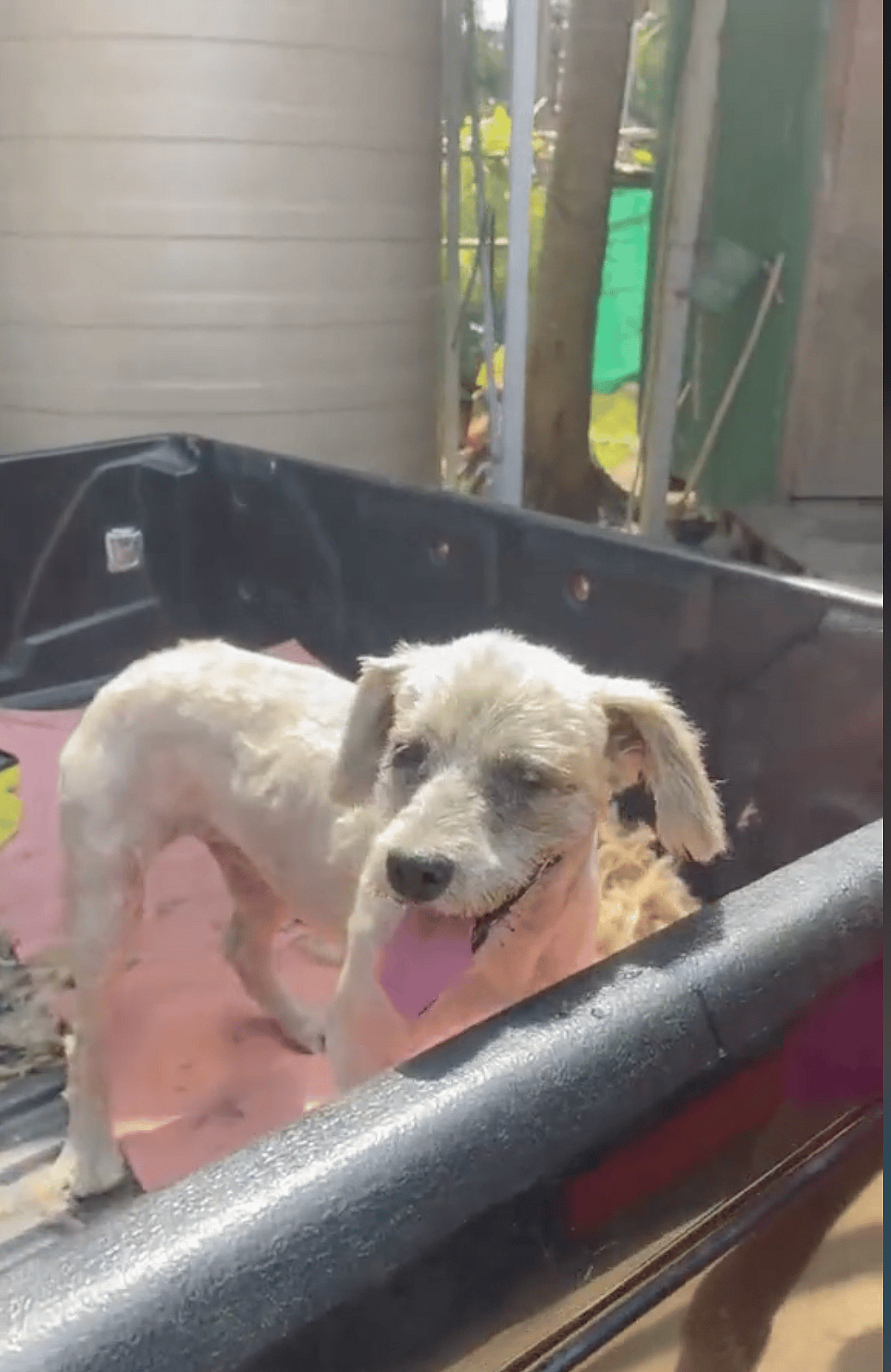 Shaggy Dog Was Hot, Exhausted & Barely Recognizable - Until Heroes Unleashed Her True Beauty