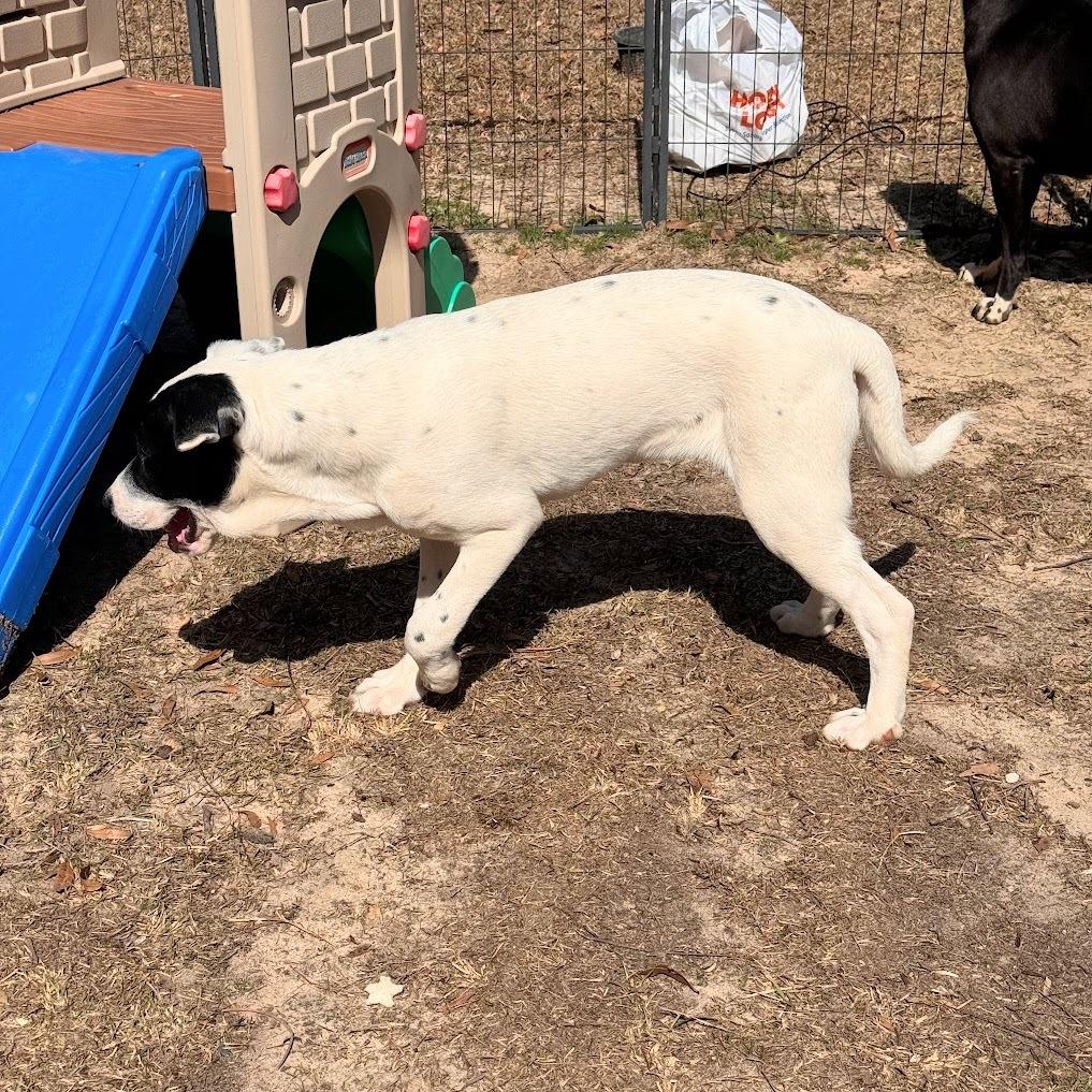 BACON up for Adoption