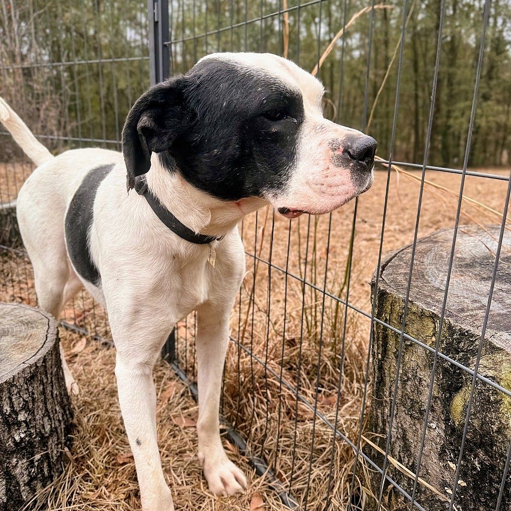 Pippa & Maggie up for Adoption