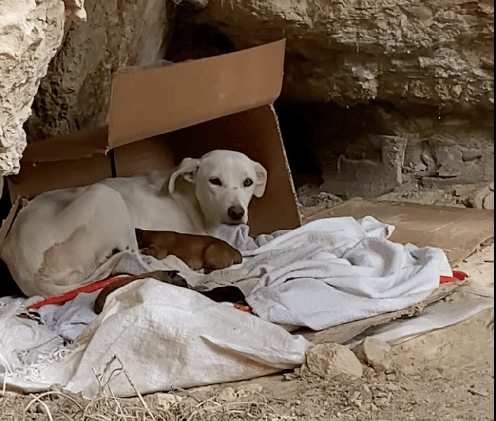 mama dog