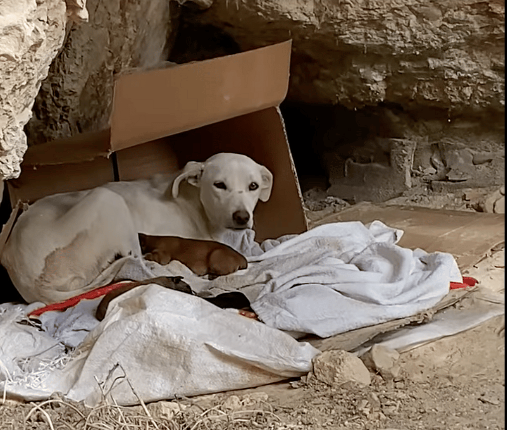 mama dog