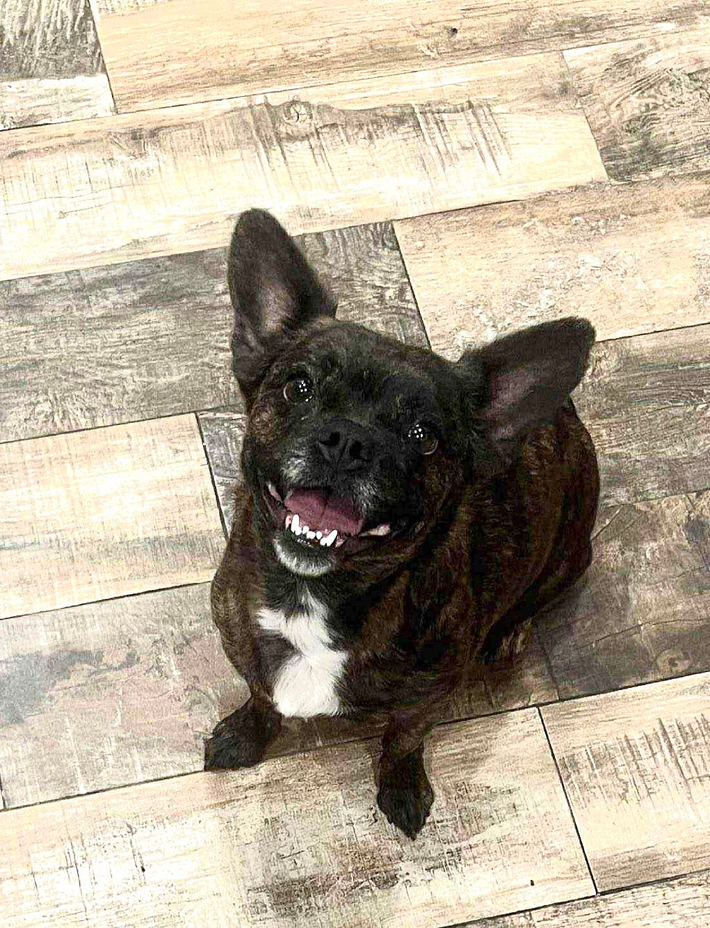 SPONSOR OR FOSTER ME - Oakley - French Bulldog