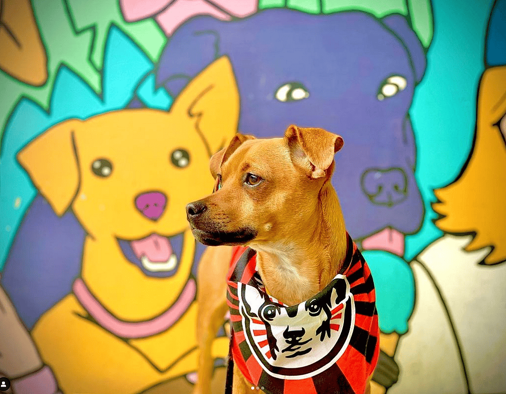 Churro the Chiweenie