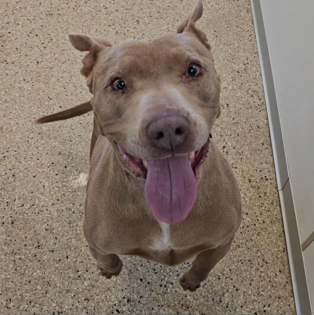 Lola - American Pit Bull Terrier